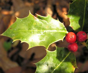 Gemeine Stechpalme Baum Frucht rot Ilex aquifolium 11