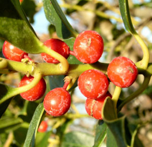 Gemeine Stechpalme Baum Frucht rot Ilex aquifolium 12