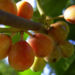 Zurück zum kompletten Bilderset Gemeine Stechpalme Frucht orange Ilex aquifolium