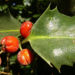 Zurück zum kompletten Bilderset Gemeine Stechpalme Frucht rot Ilex aquifolium