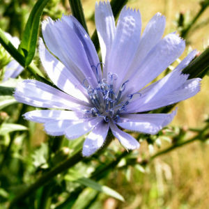 Gemeine Wegwarte Bluete hellblau Cichorium intybus 01