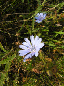 Gemeine Wegwarte Bluete hellblau Cichorium intybus 03
