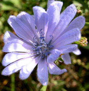 Gemeine Wegwarte Bluete hellblau Cichorium intybus 06