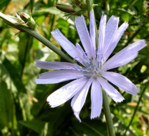Gemeine Wegwarte Bluete hellblau Cichorium intybus 07