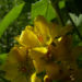 Zurück zum kompletten Bilderset Gemeiner Gilbweiderich - Lysimachia vulgaris