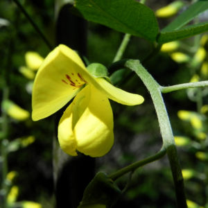 Gemeiner Goldregen Bluete gelb Laburnum anagyroides 05