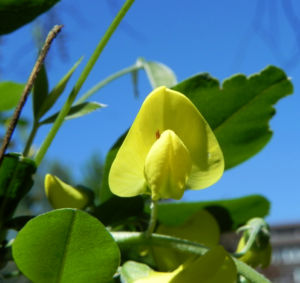 Gemeiner Goldregen Bluete gelb Laburnum anagyroides 06