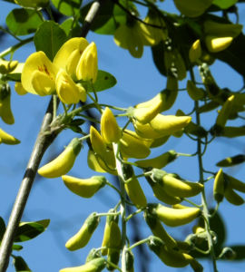 Gemeiner Goldregen Bluete gelb Laburnum anagyroides 08