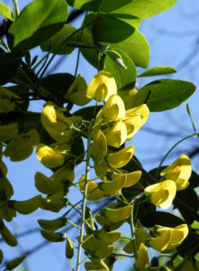 Gemeiner Goldregen Bluete gelb Laburnum anagyroides 13