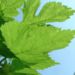 Zurück zum kompletten Bilderset Gemeiner Hopfen Humulus lupulus