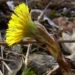 Zurück zum kompletten Bilderset Gemeiner Huflattich Blüte gelb Tussilago farfara