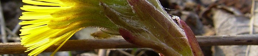 Anklicken um das ganze Bild zu sehen  Gemeiner Huflattich Blüte gelb Tussilago farfara