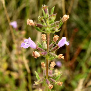 Gemeiner Steinquaendel Bluete rose Acinos arvensis 01