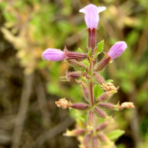 Gemeiner Steinquaendel Bluete rose Acinos arvensis 02