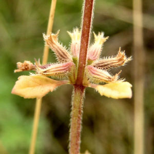 Gemeiner Steinquaendel Bluete rose Acinos arvensis 03