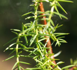 Gemeiner Wacholder Blatt gruen Juniperus communis 01