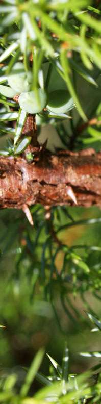 Anklicken um das ganze Bild zu sehen  Gemeiner Wacholder Blatt grün Juniperus communis