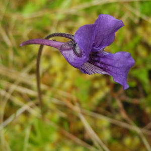 Gemeines Fettkraut Bluete lila Pinguicula vulgaris 02