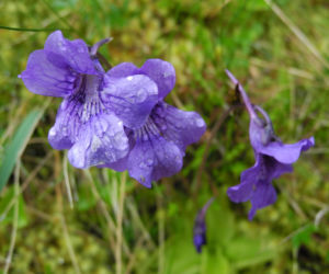 Gemeines Fettkraut Bluete lila Pinguicula vulgaris 11