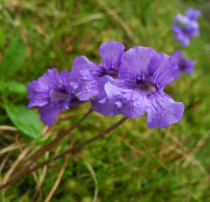Gemeines Fettkraut Bluete lila Pinguicula vulgaris 13