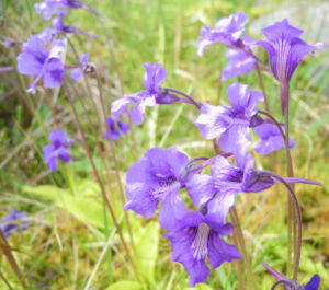 Gemeines Fettkraut Bluete lila Pinguicula vulgaris 17