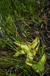 Gemeines Fettkraut Bluete lila Pinguicula vulgaris 19