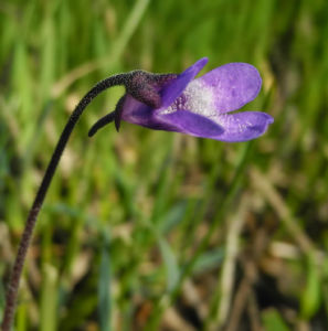 Gemeines Fettkraut Bluete lila Pinguicula vulgaris 20