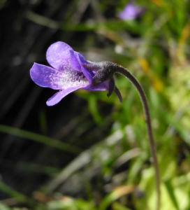 Gemeines Fettkraut Bluete lila Pinguicula vulgaris 22