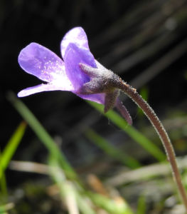 Gemeines Fettkraut Bluete lila Pinguicula vulgaris 23