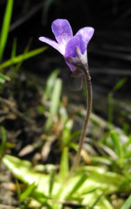 Gemeines Fettkraut Bluete lila Pinguicula vulgaris 25