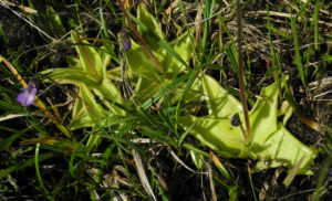 Gemeines Fettkraut Bluete lila Pinguicula vulgaris 26