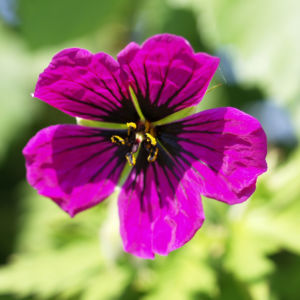 Geranie Bluete schwarz lila Geranium 04