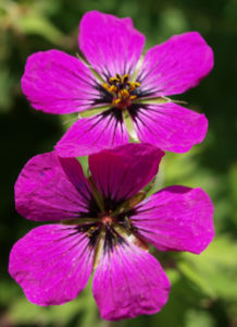 Geranie Bluete schwarz lila Geranium 05