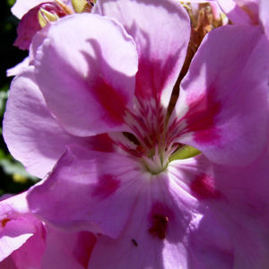 Geranie rosa rot Geranium 01
