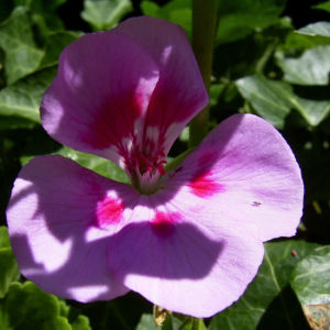 Geranie rosa rot Geranium 05