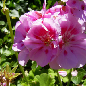 Geranie rosa rot Geranium 06