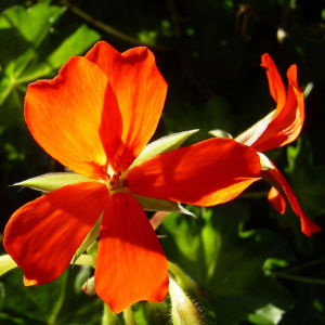 Geranie rote Bluete Pelargonium odorantissimum 04