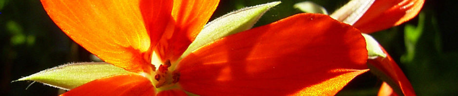pelargonie-rote-bluete-pelargonium-odoratissimum
