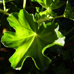 Geranie rote Bluete Pelargonium odorantissimum 06