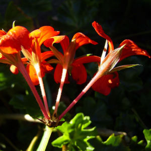 Geranie rote Bluete Pelargonium odorantissimum 08