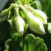 Zurück zum kompletten Bilderset Brauner Storchschnabel weiße Blüte Geranium phaeum album