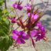Zurück zum kompletten Bilderset Balkan-Storchschnabel Blüte pink Geranium macrorrhizum