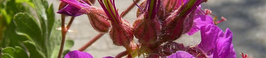 Anklicken um das ganze Bild zu sehen  Balkan-Storchschnabel Blüte pink Geranium macrorrhizum