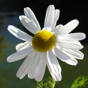 Geruchlose Kamille Bluete weiss Tripleurospermum perforatum 01
