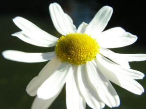 Geruchlose Kamille Bluete weiss Tripleurospermum perforatum 03