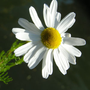 Geruchlose Kamille Bluete weiss Tripleurospermum perforatum 06