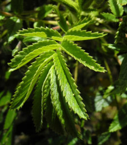 Geschwaenzte Bencomia Blatt gruen Bencomia caudata 01