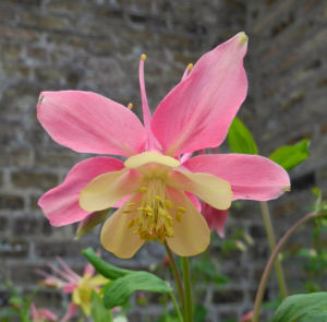 Gewoehnliche Akelei Bluete gelb rosa Aquilegia vulgaris 10