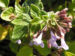 Zurück zum kompletten Bilderset Gewöhnliche Bergminze Blüte hell lila Satureja nepeta
