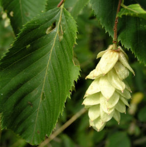 Gewoehnliche Hopfenbuche Frucht beige Ostrya carpinifolia 03